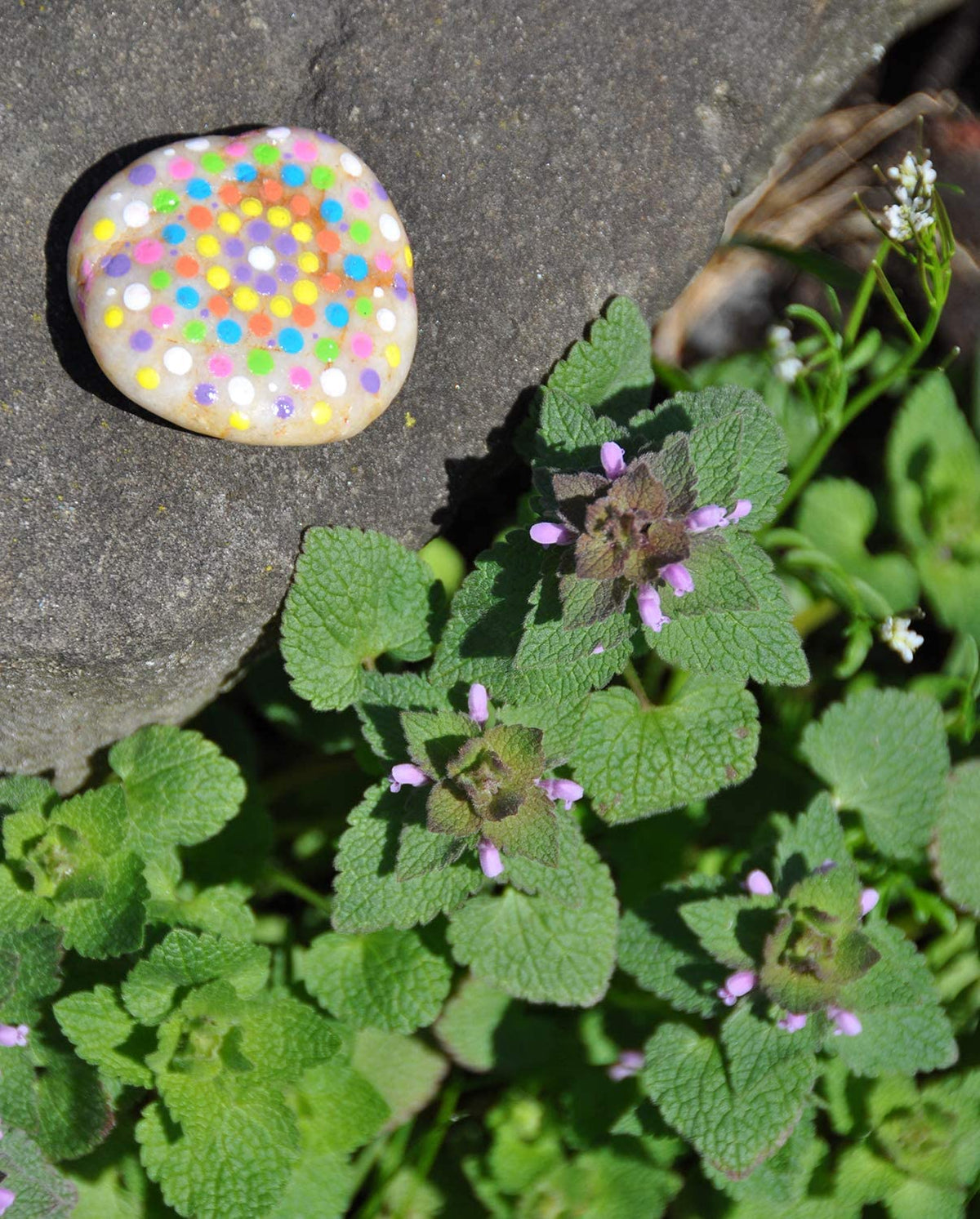 Hide N Seek Rock Painting